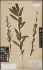 Foto von Salix purpurea L. x Salix viminalis L.
